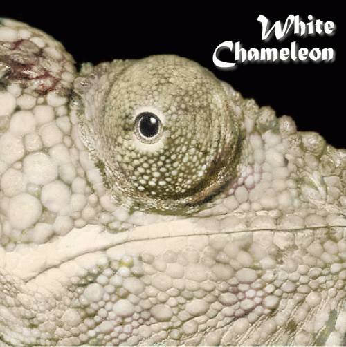 White Chamaleon : White Chameleon